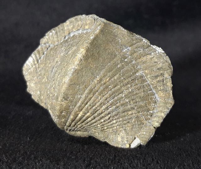 Paraspirifer bownockeri (STEWART 1927) - Bild &copy; FossNet FossilienStore